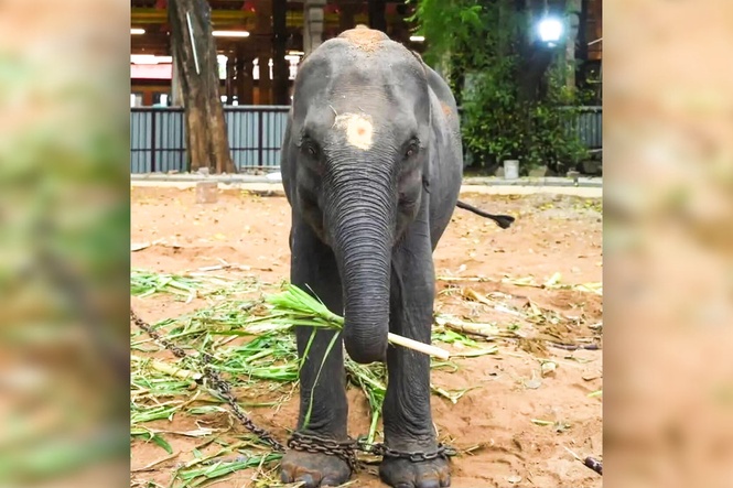 Protesters fight to stop elephants being transported thousands of miles as ‘gifts’ to temples