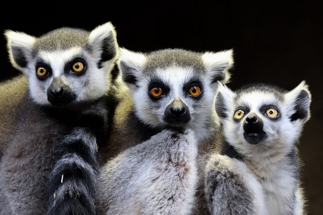 Zoo owned by India’s richest family denies stealing endangered lemurs