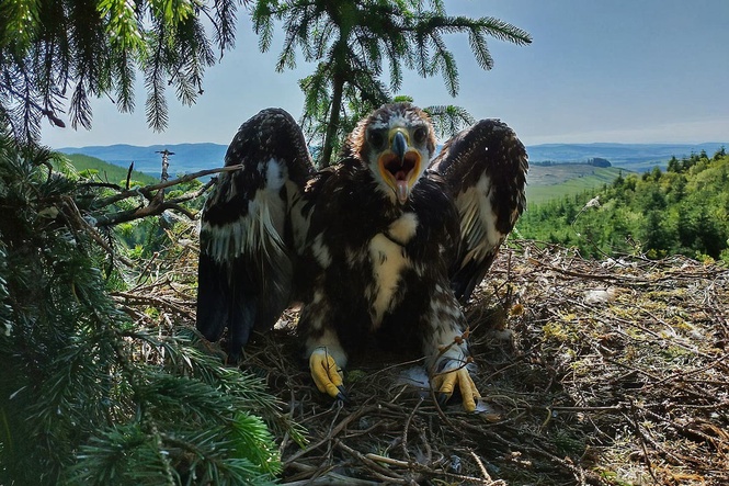 Judi Dench and Sam Heughan name fledgling eagles in conservation project