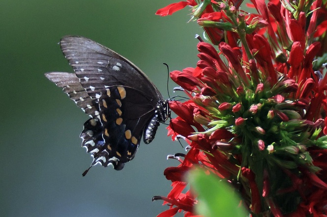Butterfly numbers soared during summer heatwaves – but it may not all be good news