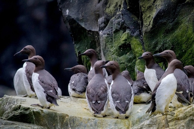 Tiny penguin-like sea birds are dying in droves along the California coast