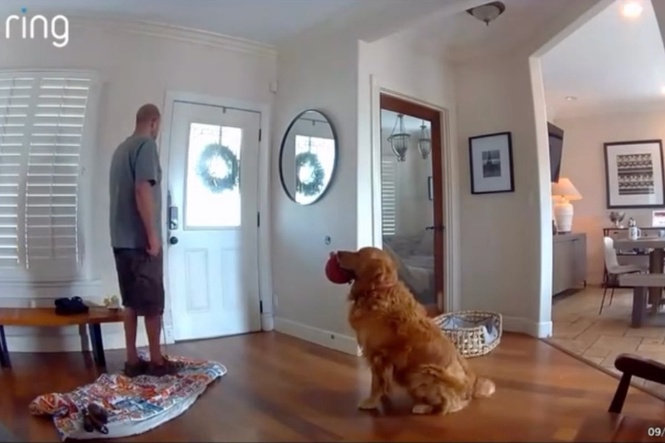 ‘Worst guard dog’: Golden retriever pesters home intruder to play during break-in
