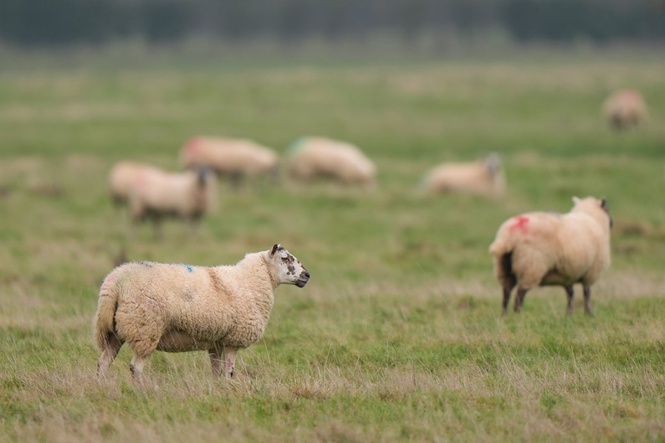 Activists who stole King’s lambs say Charles ‘would have consented to their rescue’