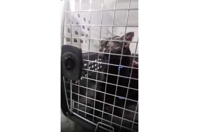 'Catman' to the rescue, as man pulls stuck Long Island pet to safety after long ordeal
