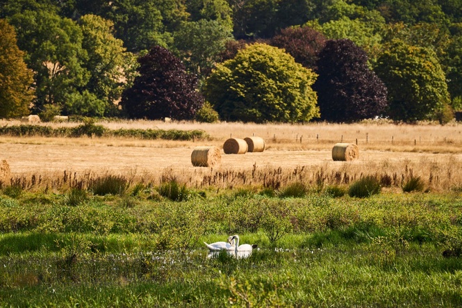 How heatwave and drought hammered British farming crops this summer