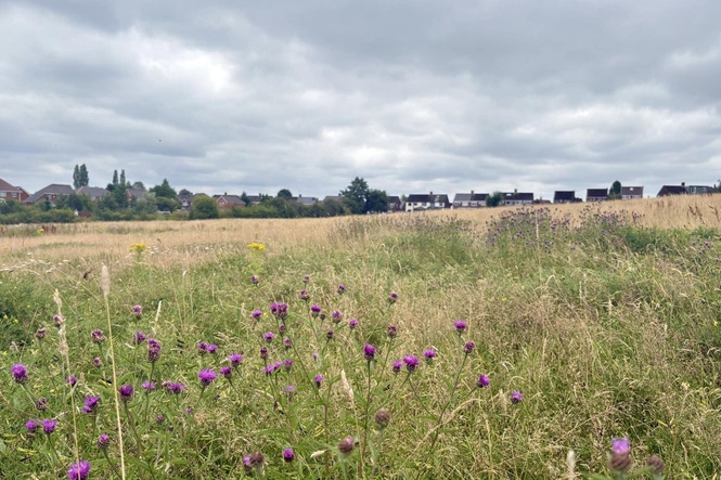 Call for nature ‘right next to where people live’ amid urban green space push