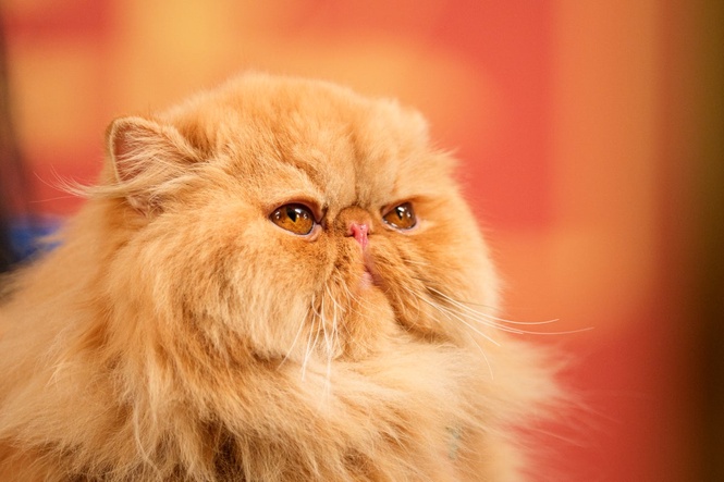 Cats could unlock new cancer treatments for humans, scientists say