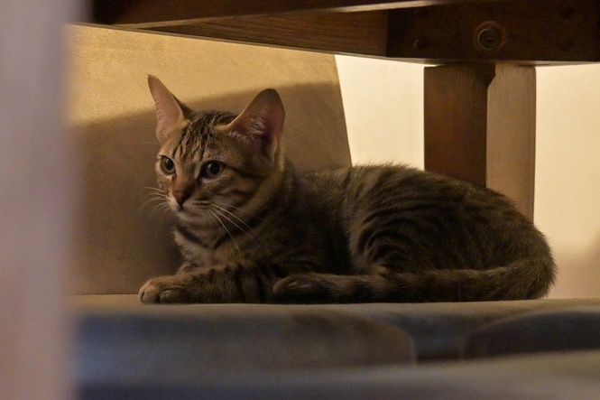 Could cats be the key to groundbreaking human cancer treatment?