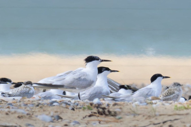 Terns see boost to breeding at key seabird colonies this year – National Trust