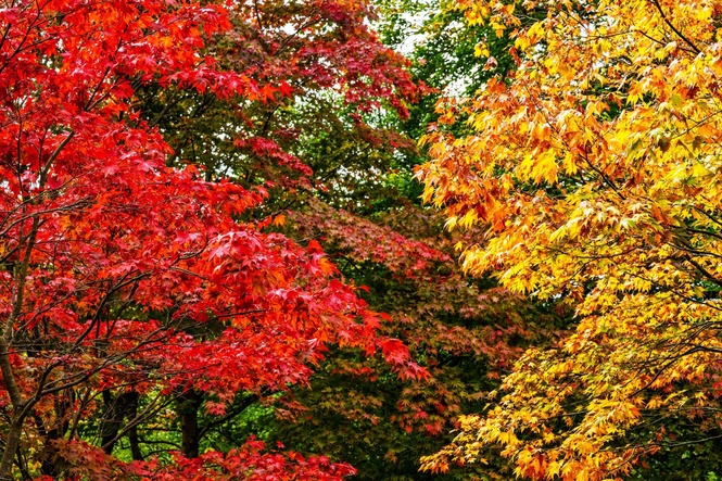 The 12 best gardens to see spectacular autumn leaves in the UK