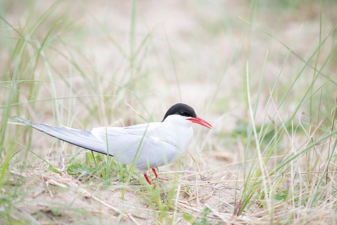 The rare seabird colony hit by bird flu and extreme weather recovering at UK beauty spot