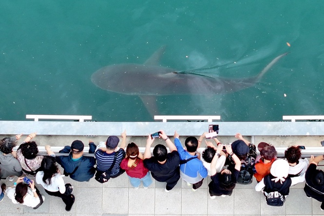 Shark trapped in Busan canal becomes South Korean tourist attraction