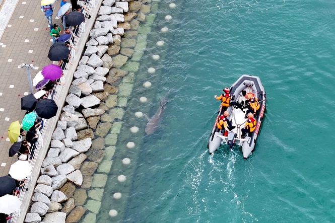 ‘Bukang-i’ the shark has become an unlikely tourist attraction – here’s why