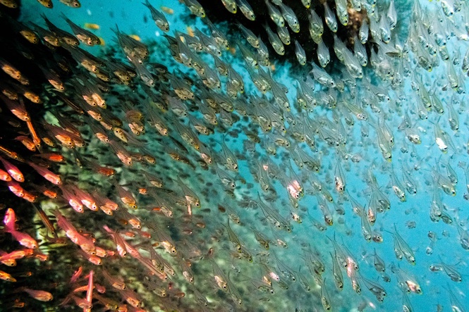 The surprising way scientists are trying to save coral reefs from Super El Niño