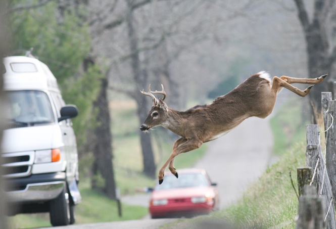 Why drivers are more likely to hit a deer in the colder months – and where