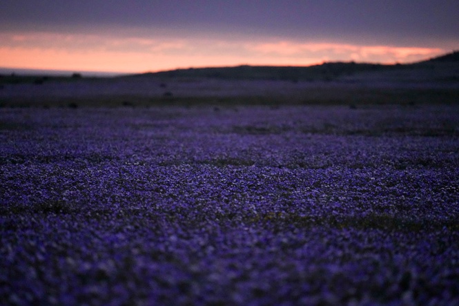 It's spring in the Southern Hemisphere and even Chile's Atacama Desert is blossoming