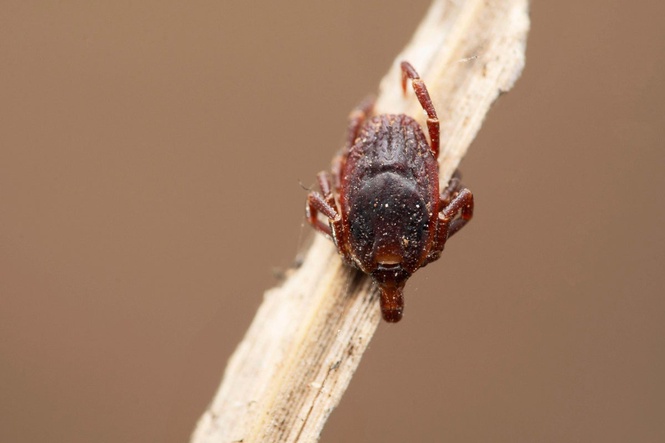 UK heatwaves help deadly fever ticks survive, public health experts warn