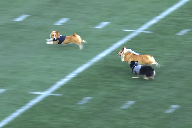 Corgi gives opponents the Usain Bolt look-back as it wins halftime race