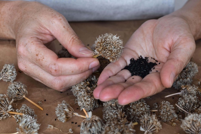 Easy guide to collecting seeds