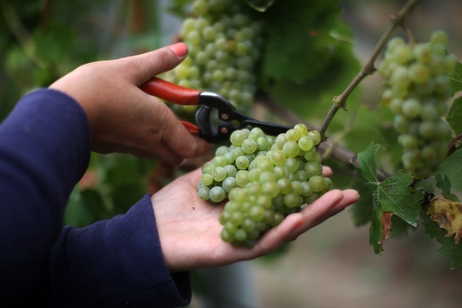 Thieves take 500kg of grapes from family-run Norfolk vineyard – worth up to £8,000