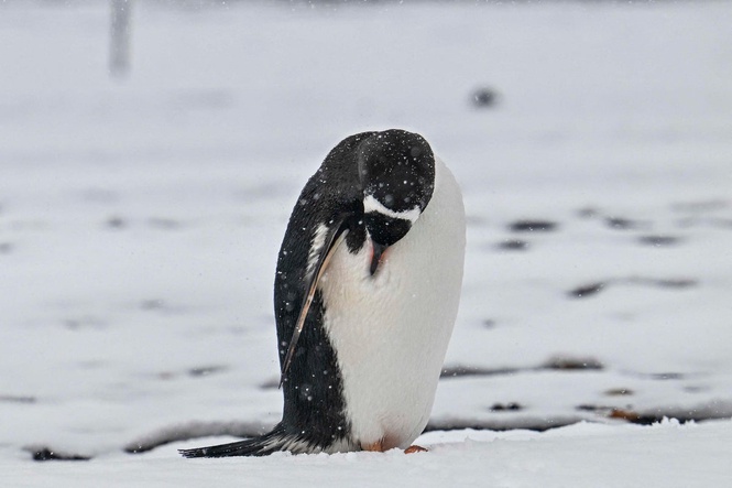 World’s largest penguin colony loses two-thirds of its population