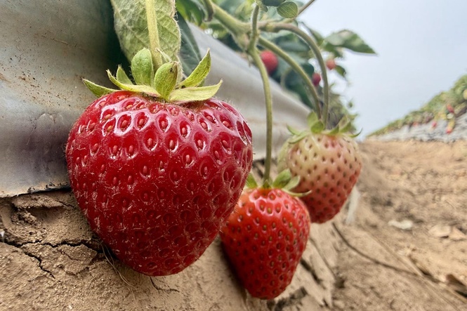 Strawberry farmer hopes steam holds the key to healthy soil and a better crop
