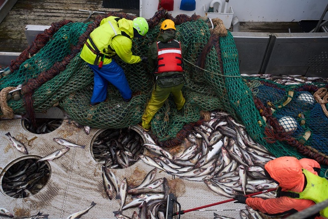 Takeaways from AP’s report on Alaska’s growing fight over trawling and bycatch