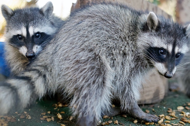 Warning as cases of rabies in US surge by 17% over summer