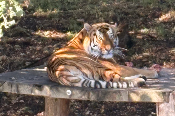 Tiger that killed man in Yorkshire wildlife park pictured as visitors return