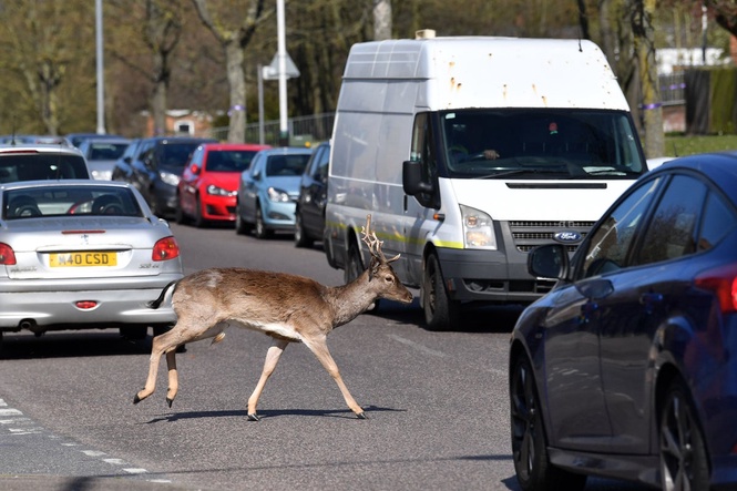 Drivers warned of frisky deer that pose ‘possible danger to life’ on the roads