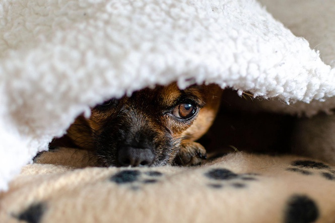 Dog experts issue five tips to help your pet prepare for Bonfire Night