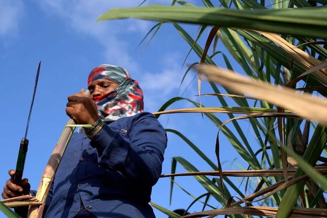 The women getting their wombs removed so they can keep cutting sugarcane: ‘My body is enslaved to the system’