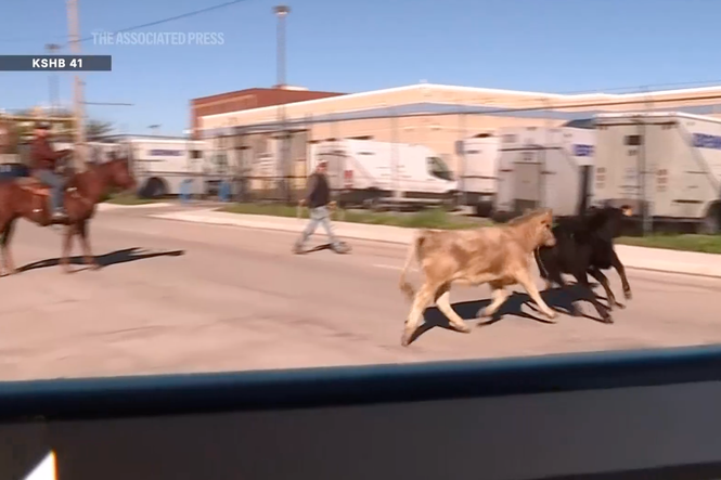 Truck carrying 130 cattle plunges off city overpass, crushing car and sending cows stampeding through area