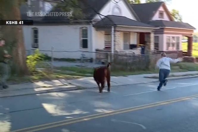 Cows run wild through Kansas City after livestock truck crashes off overpass