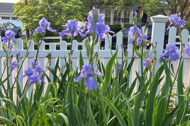 A fall planting guide for long-lived perennials like peonies, iris and false indigo