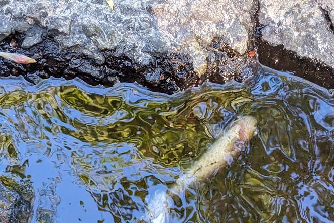 Guinness maker apologises for toxic spill in UK river that killed fish and wildlife
