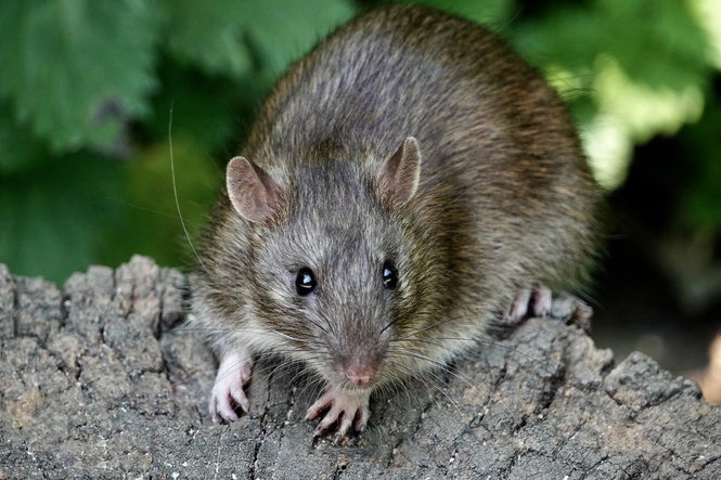 Hot rodent summer: Rat sightings surge in the UK amid record heatwaves