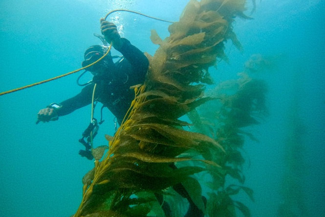 Super El Niño transforms colour of the Pacific Ocean as vital plankton vanish