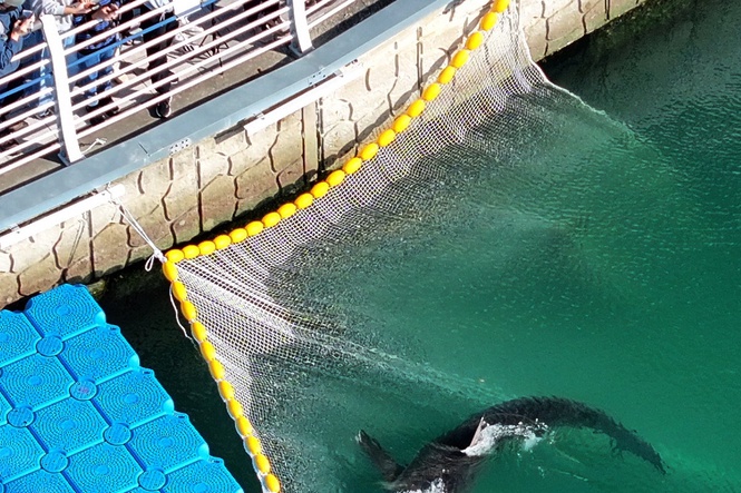 South Korean officials struggle to free a shark trapped in Busan canal
