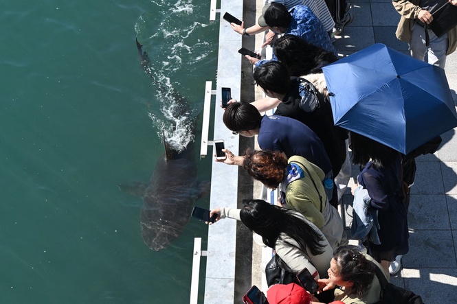 Huge crowds watch as stranded shark is finally freed from canal in South Korea