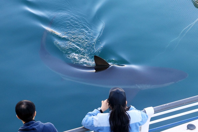 A city in South Korea seeks new ways to free a huge gray shark after it slips back into canal