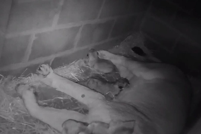 Endangered lion cubs born at Edinburgh Zoo for first time in seven years