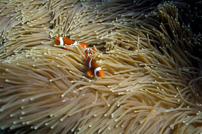 96% of coral reef systems could disappear by 2075