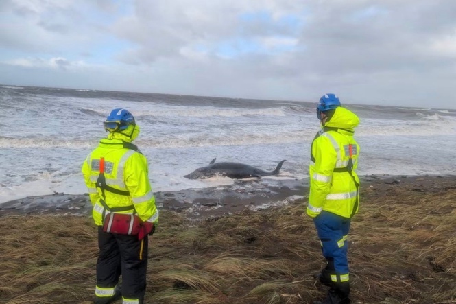 Dead whale found on Cumbrian beach as Storm Boelo batters UK