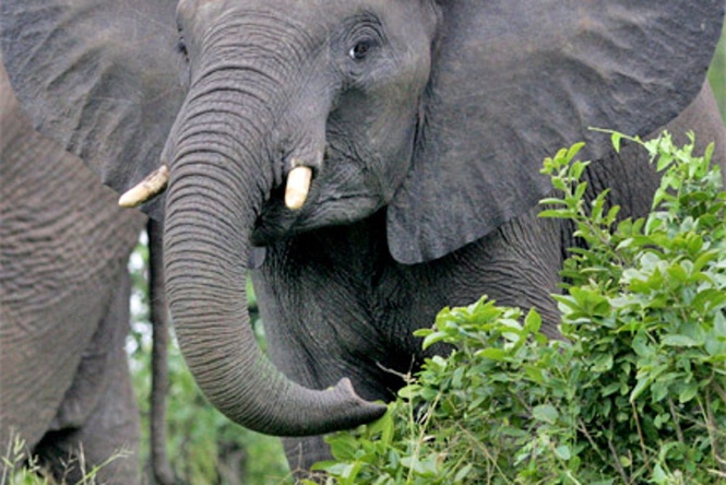 Happy the elephant dies at Bronx Zoo after landmark animal rights legal battle