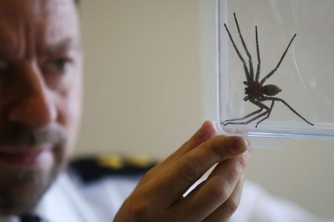 World’s fastest spider moves at almost 3.6 metres per second
