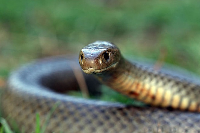 Cyclist bitten by one of the world’s most venomous snakes