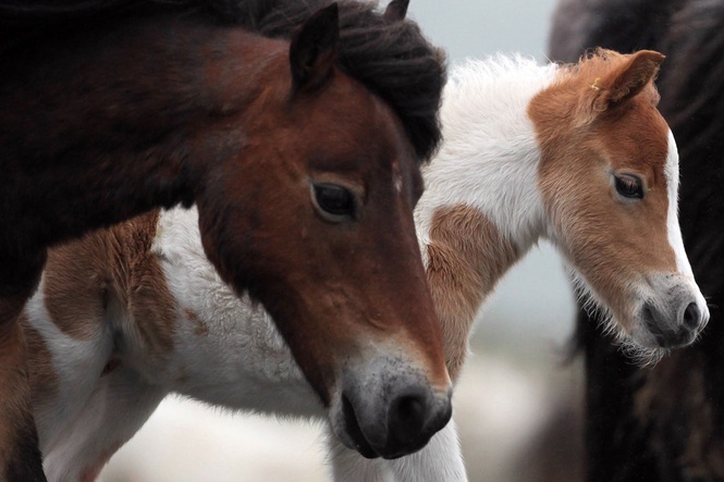 Could Dartmoor ponies be culled under new biodiversity plans? What we know