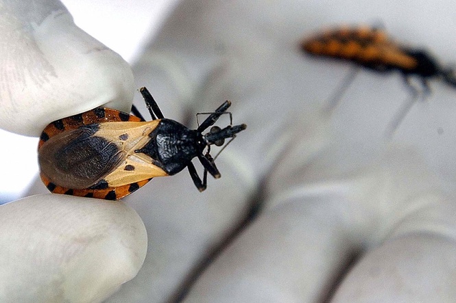 Heartbroken Texas dog owner reveals that deadly ‘kissing bug’ killed her dog - as experts say cases are on the rise