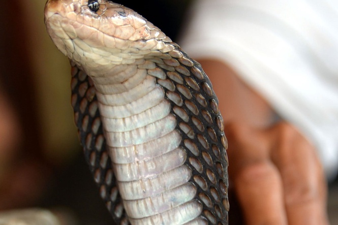 Typhoon Maysak floods farm unleashing nearly 900 snakes including venomous cobras